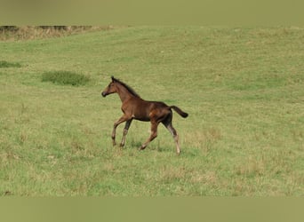 Niemiecki koń sportowy, Klacz, Źrebak (05/2023), Kara