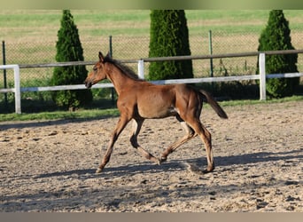 Niemiecki koń sportowy, Klacz, Źrebak (05/2023), Kara