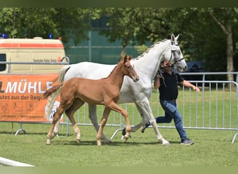 Niemiecki koń sportowy, Klacz, Źrebak (04/2025), Kasztanowata