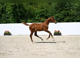 Niemiecki koń sportowy, Klacz, , Kasztanowata