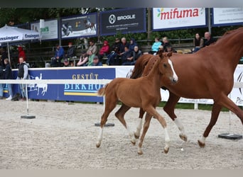 Niemiecki koń sportowy, Klacz, Źrebak (05/2023), Kasztanowata