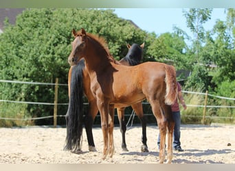 Niemiecki koń sportowy, Klacz, Źrebak (01/2023), Kasztanowata