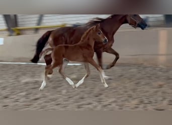 Niemiecki koń sportowy, Klacz, Źrebak (05/2024), Kasztanowata