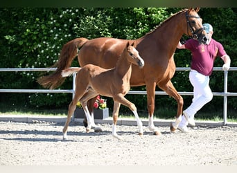 Niemiecki koń sportowy, Klacz, Źrebak (04/2026), Kasztanowata