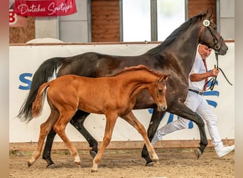 Niemiecki koń sportowy, Klacz, , Kasztanowata