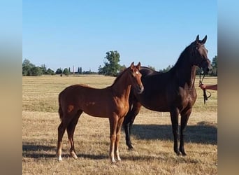 Niemiecki koń sportowy, Klacz, Źrebak (04/2025), Kasztanowata