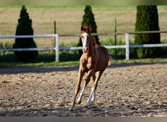 Niemiecki koń sportowy, Klacz, Źrebak (03/2023), Kasztanowata