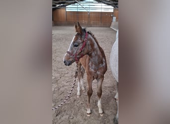 Niemiecki koń sportowy, Klacz, , Siwa