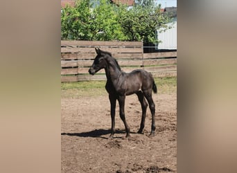 Niemiecki koń sportowy, Klacz, Źrebak (04/2023), Skarogniada