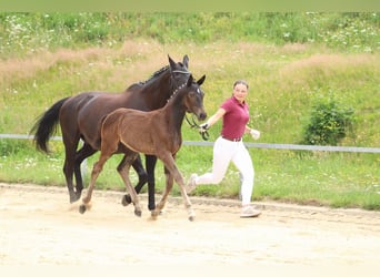 Niemiecki koń sportowy, Klacz, Źrebak (04/2024), Skarogniada