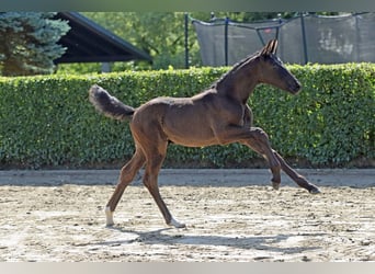Niemiecki koń sportowy, Ogier, 1 Rok, 157 cm, Skarogniada