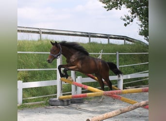 Niemiecki koń sportowy, Ogier, 1 Rok, 167 cm, Ciemnogniada