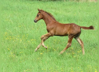 Niemiecki koń sportowy, Ogier, 1 Rok, 170 cm, Ciemnokasztanowata