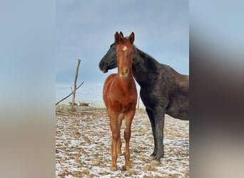 Niemiecki koń sportowy, Ogier, 1 Rok, 170 cm, Ciemnokasztanowata