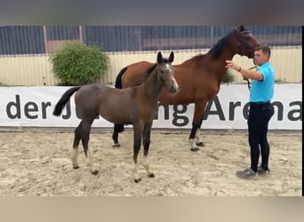 Niemiecki koń sportowy, Ogier, 1 Rok, 170 cm, Siwa