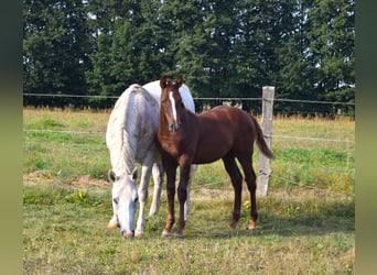 Niemiecki koń sportowy, Ogier, 1 Rok, Ciemnokasztanowata