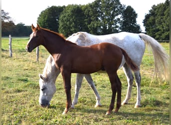 Niemiecki koń sportowy, Ogier, 1 Rok, Ciemnokasztanowata