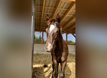 Niemiecki koń sportowy, Ogier, 1 Rok, Ciemnokasztanowata