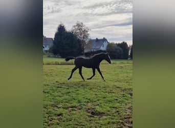 Niemiecki koń sportowy, Ogier, 1 Rok, Gniada