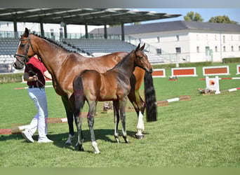 Niemiecki koń sportowy, Ogier, 1 Rok, Gniada