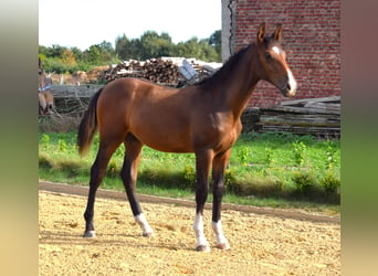 Niemiecki koń sportowy, Ogier, 1 Rok, Gniada