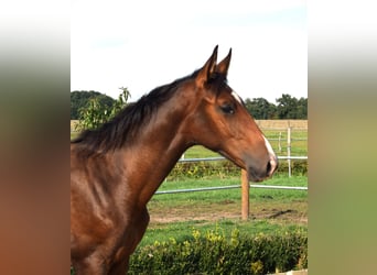 Niemiecki koń sportowy, Ogier, 1 Rok, Gniada