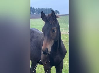 Niemiecki koń sportowy, Ogier, 1 Rok, Gniada