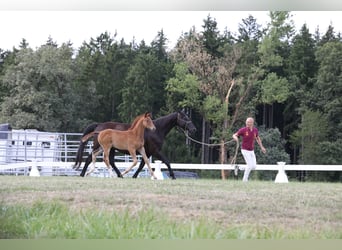 Niemiecki koń sportowy, Ogier, 1 Rok, Kasztanowata