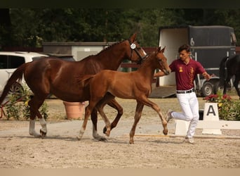Niemiecki koń sportowy, Ogier, 1 Rok, Kasztanowata