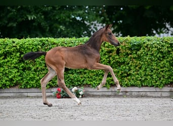 Niemiecki koń sportowy, Ogier, 1 Rok, Może być siwy