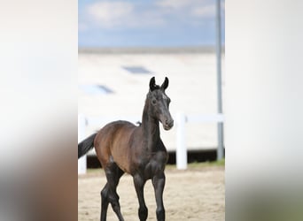 Niemiecki koń sportowy, Ogier, 1 Rok, Siwa