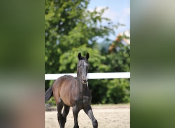Niemiecki koń sportowy, Ogier, 1 Rok, Siwa
