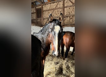 Niemiecki koń sportowy, Ogier, 2 lat, 160 cm, Gniada