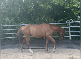 Niemiecki koń sportowy, Ogier, 2 lat, 164 cm, Ciemnokasztanowata