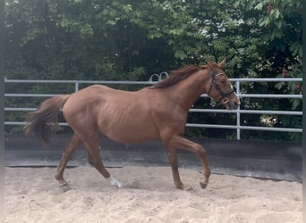 Niemiecki koń sportowy, Ogier, 2 lat, 164 cm, Ciemnokasztanowata