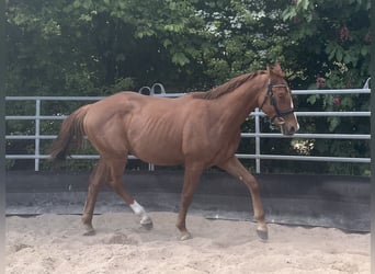Niemiecki koń sportowy, Ogier, 2 lat, 164 cm, Ciemnokasztanowata