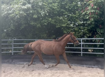 Niemiecki koń sportowy, Ogier, 2 lat, 164 cm, Ciemnokasztanowata