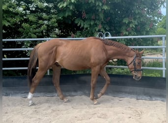 Niemiecki koń sportowy, Ogier, 2 lat, 164 cm, Ciemnokasztanowata