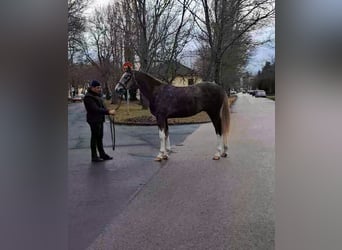 Niemiecki koń sportowy, Ogier, 2 lat, 165 cm, Kasztanowata