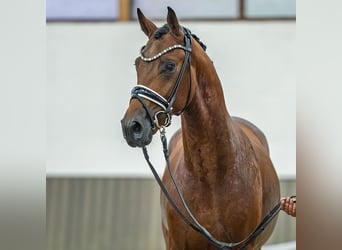 Niemiecki koń sportowy, Ogier, 2 lat, 166 cm, Gniada