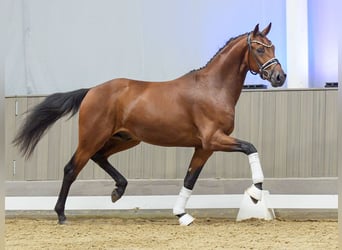 Niemiecki koń sportowy, Ogier, 2 lat, 166 cm, Gniada