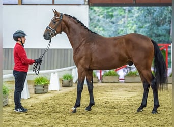Niemiecki koń sportowy, Ogier, 2 lat, 166 cm, Gniada