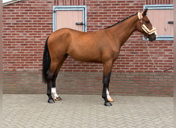 Niemiecki koń sportowy, Ogier, 2 lat, 167 cm, Gniada