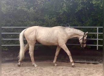 Niemiecki koń sportowy, Ogier, 2 lat, 167 cm, Izabelowata