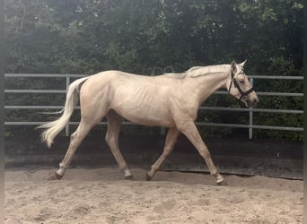 Niemiecki koń sportowy, Ogier, 2 lat, 167 cm, Izabelowata