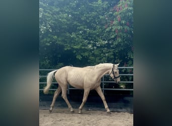 Niemiecki koń sportowy, Ogier, 2 lat, 167 cm, Izabelowata