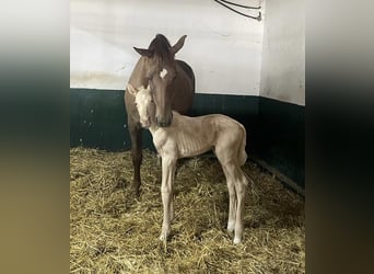 Niemiecki koń sportowy, Ogier, 2 lat, 167 cm, Izabelowata
