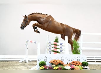 Niemiecki koń sportowy, Ogier, 2 lat, 167 cm, Kasztanowata