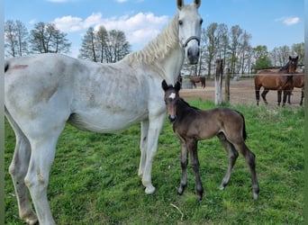 Niemiecki koń sportowy, Ogier, 2 lat, 168 cm, Karosiwa