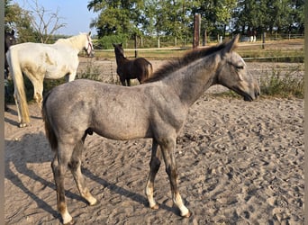 Niemiecki koń sportowy, Ogier, 2 lat, 168 cm, Siwa jabłkowita